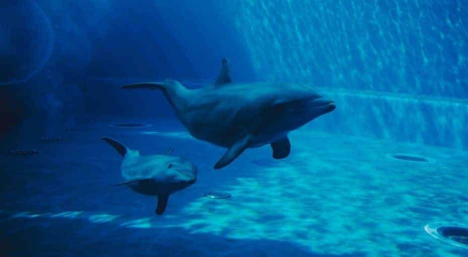 Do Dolphins Lay Eggs?