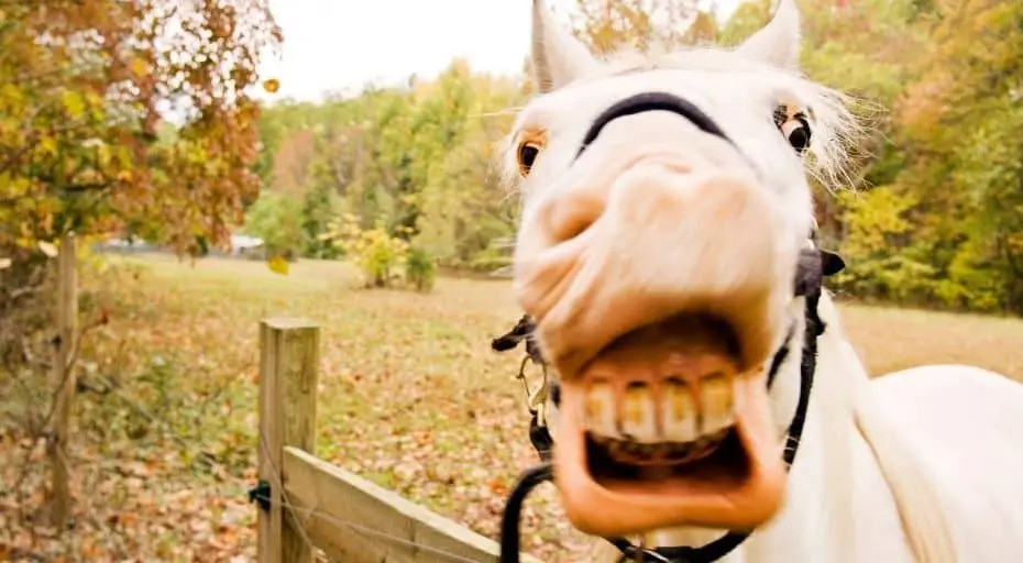 Do Horses Laugh?