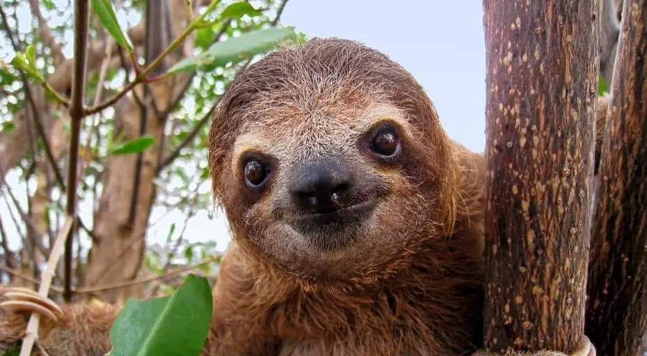 Do Sloths Have Ears? (Are They Deaf??) - UntamedAnimals.com