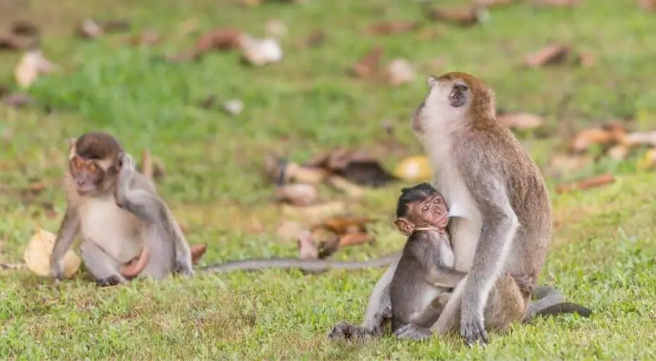 Why Do Monkeys Steal Other Monkeys' Babies?