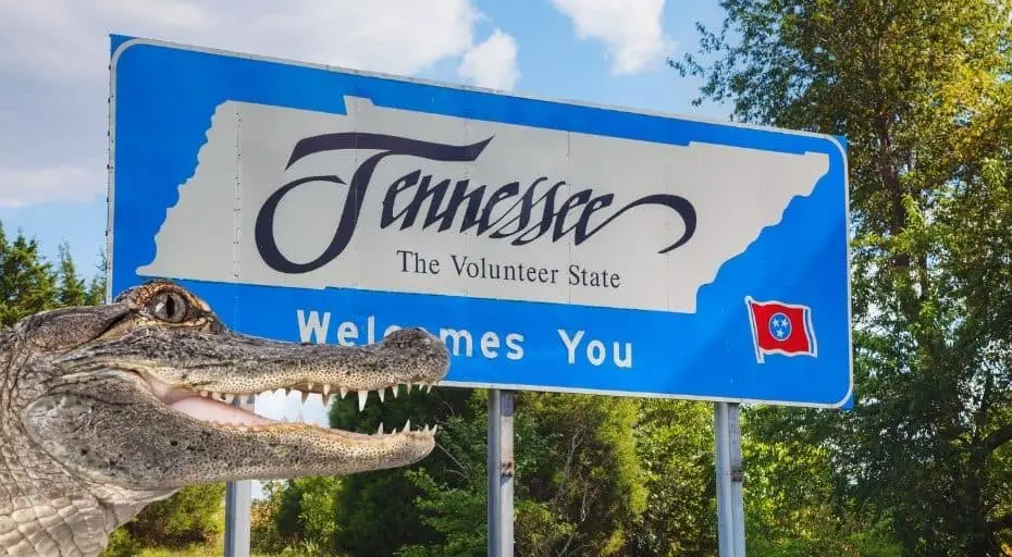 Are There Alligators in Tennessee?