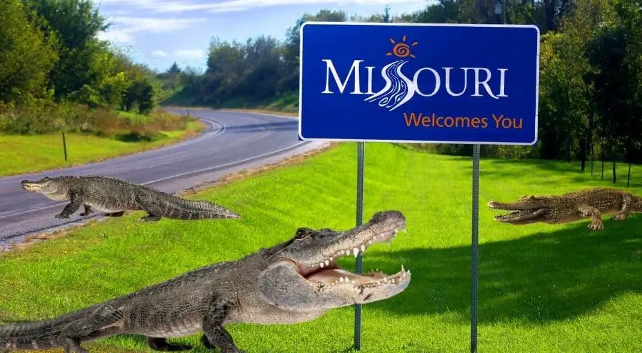 Are There Alligators in Missouri?