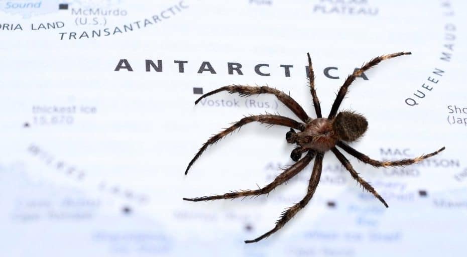 Are There Spiders in Antarctica?