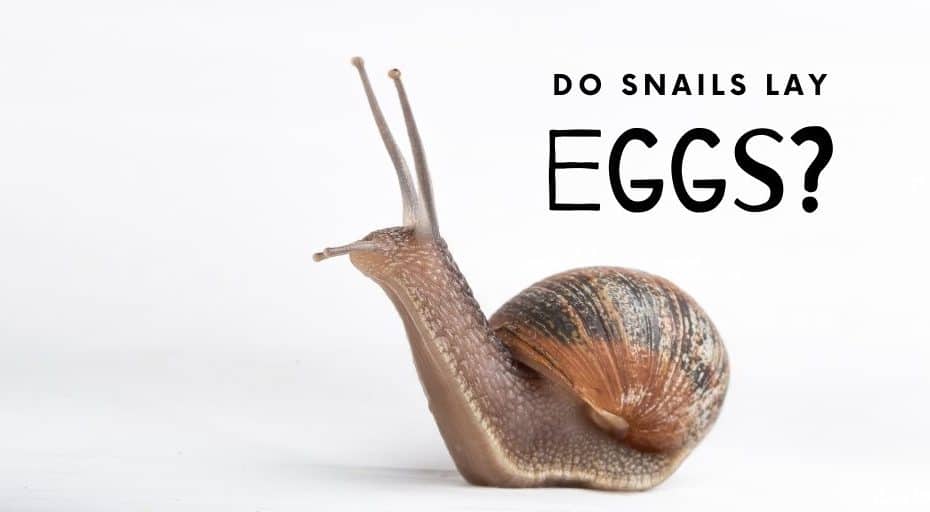 Do Snails Lay Eggs? (+ Why Are They Slimy?)
