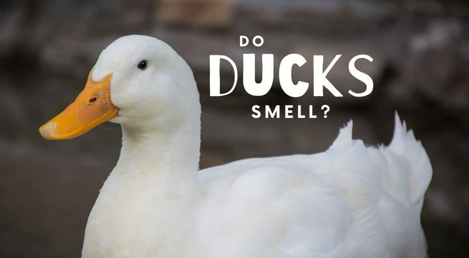 Do Ducks Smell? (All You Need To Know)