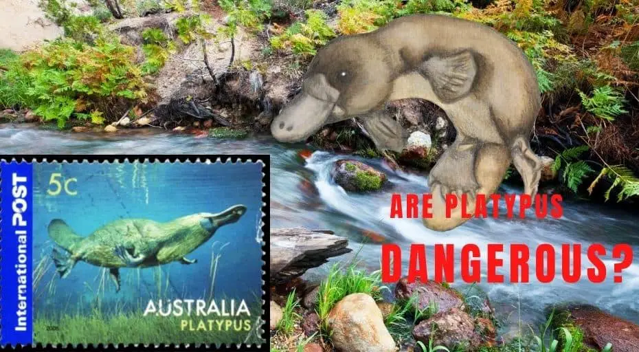Are Platypus Dangerous Venomous Or Not Untamedanimals Com
