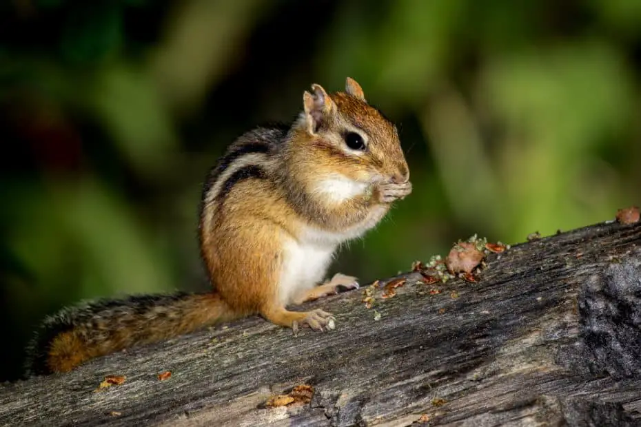 Do Chipmunks Eat Tomatoes? (Here’s What They Do)