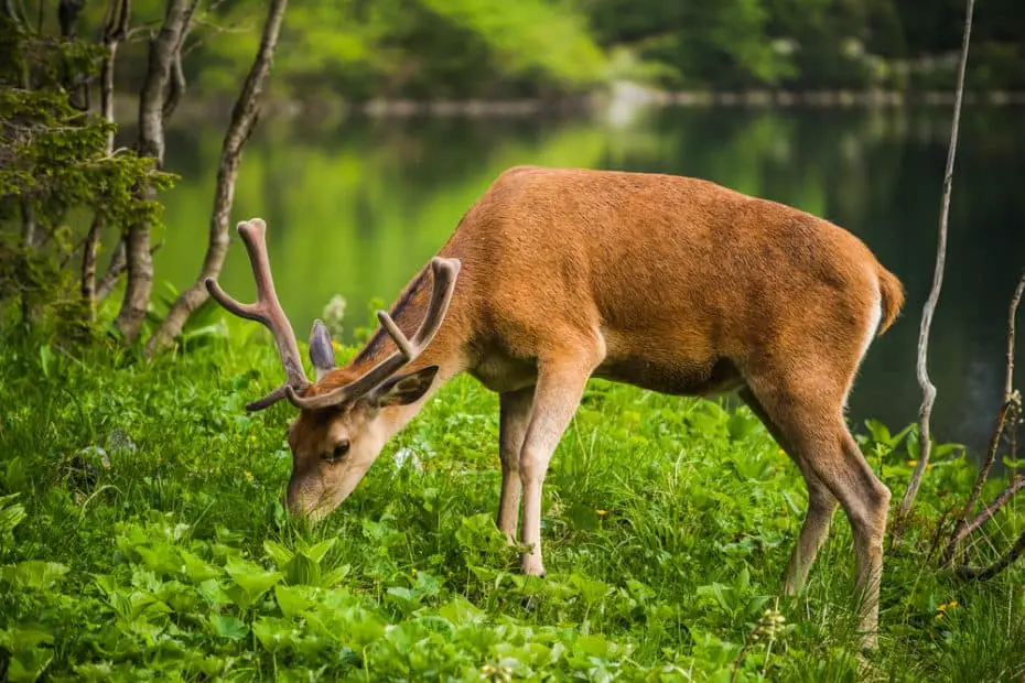 Do Deer Eat Tomatoes? (Here’s What They Do) UntamedAnimals