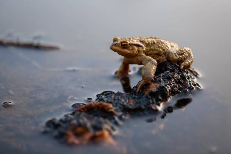 What Animals Can't Swim – 10 Examples with Pictures