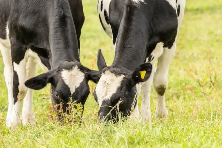 Are Cows Omnivores, Carnivores Or Herbivores? (Here’s What They Eat)